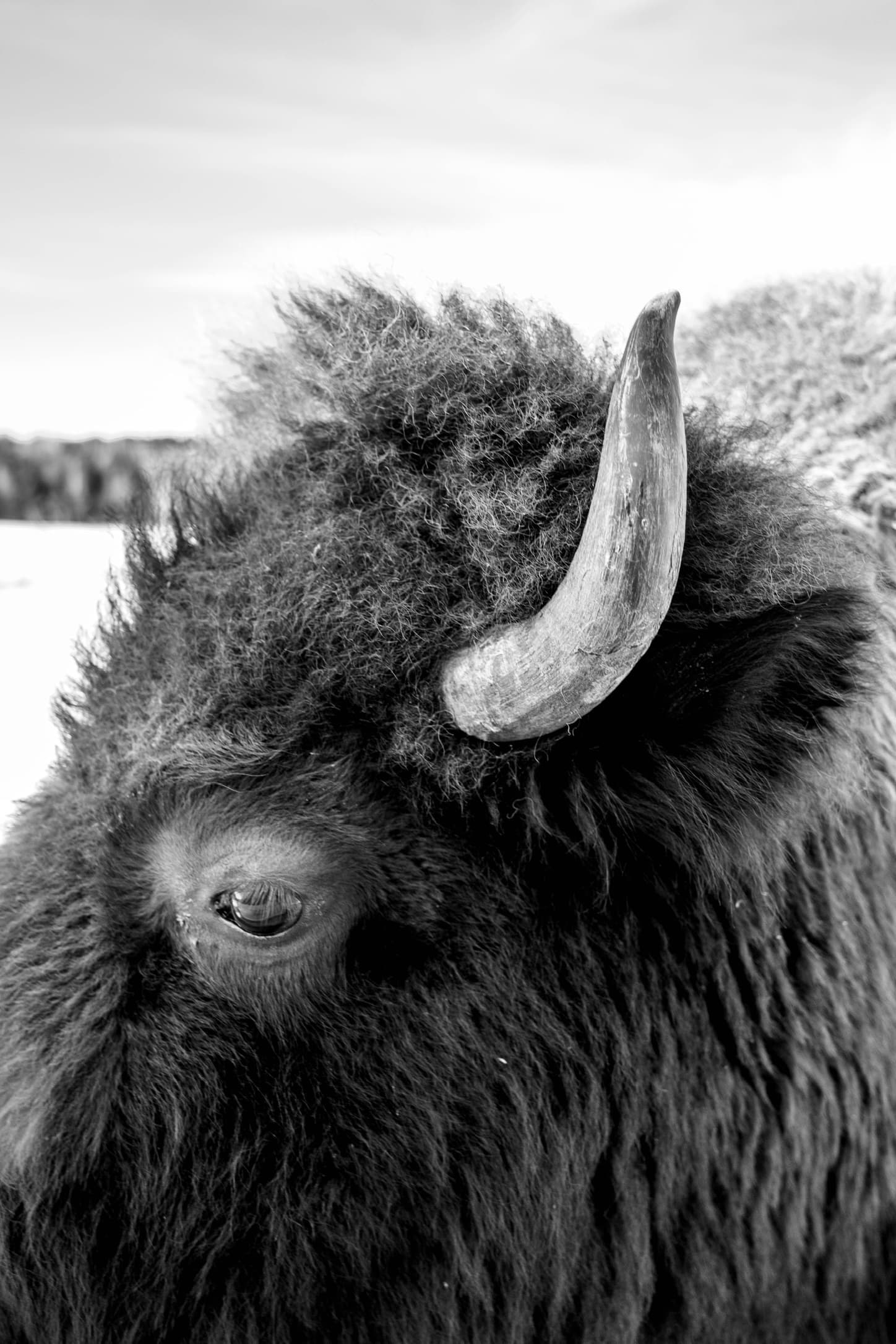 A close black-and-white photograph of a bison