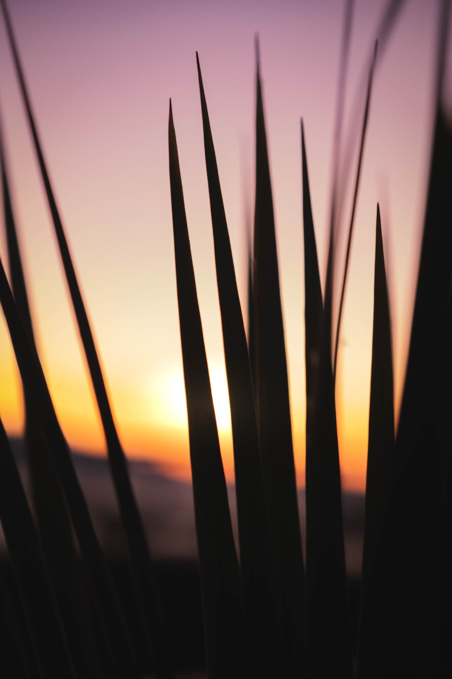 Desert plant silhouettes against a warm sunset
