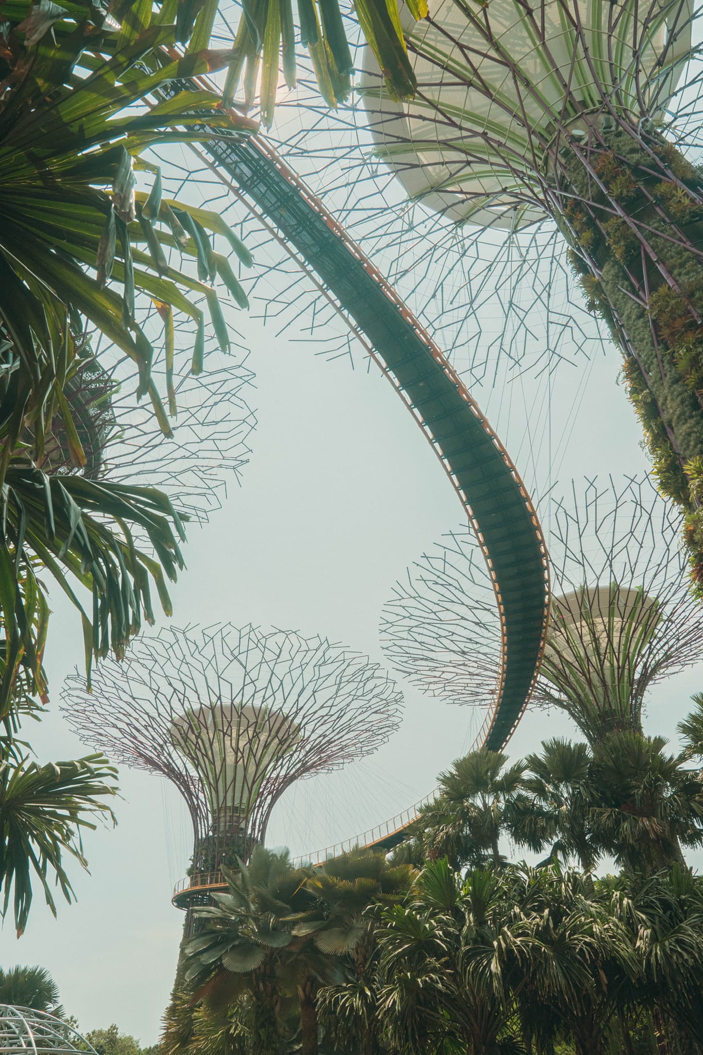 Garden architecture and tropical greenery viewed from below